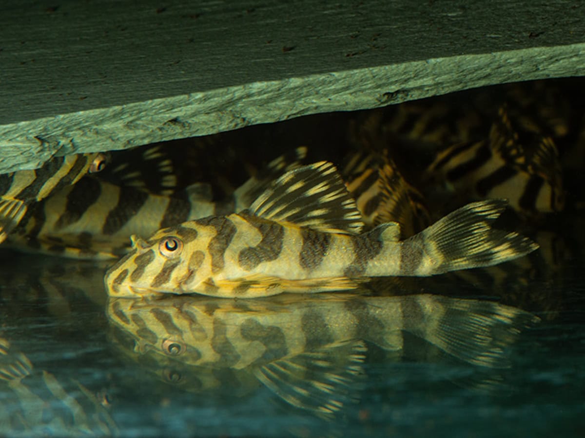 Peckoltia compta - L 134 Imperial Tiger Pleco, WF