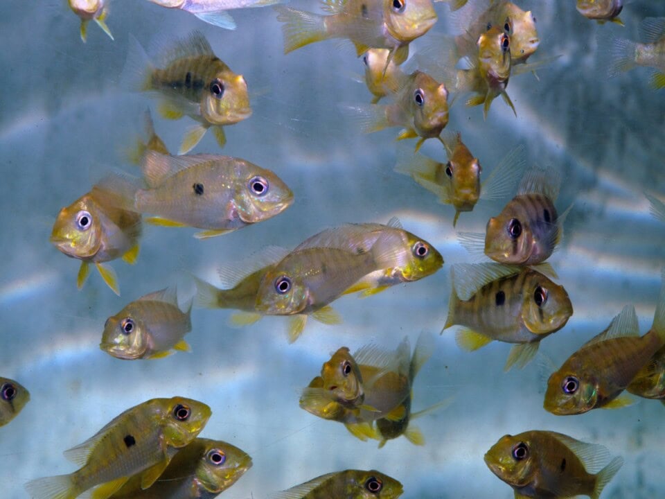 Gymnogeophagus balzani - Ballonkopf-Erdfresser, NZ