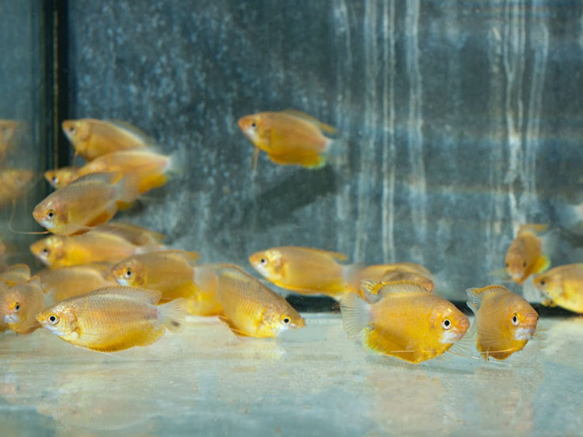 Trichogaster labiosus "Orange" - Dicklippiger Fadenfisch-Orange, NZ