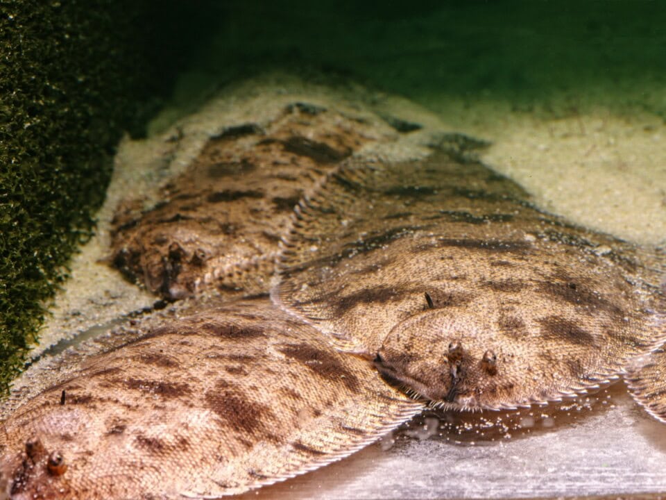 Brachirus selheimi - Gefleckte Süßwasserzunge, WF-RARITÄT