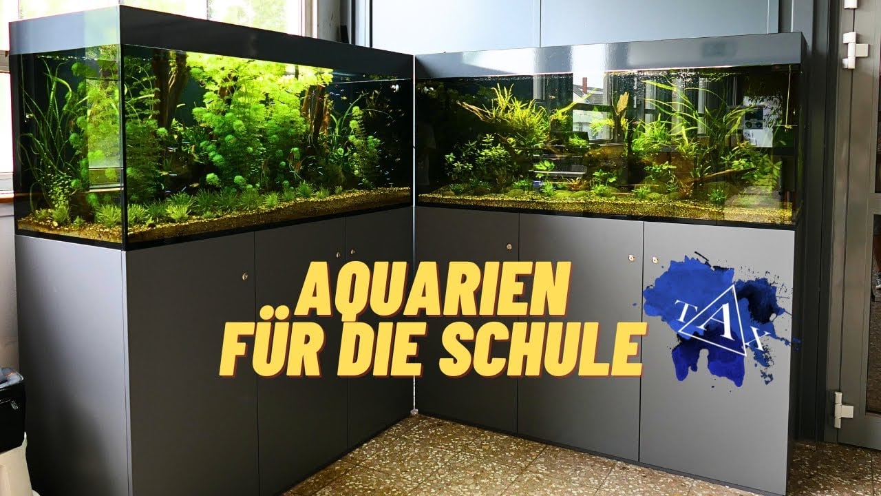 Tobis Aquaristikexzesse: Schulaquarium