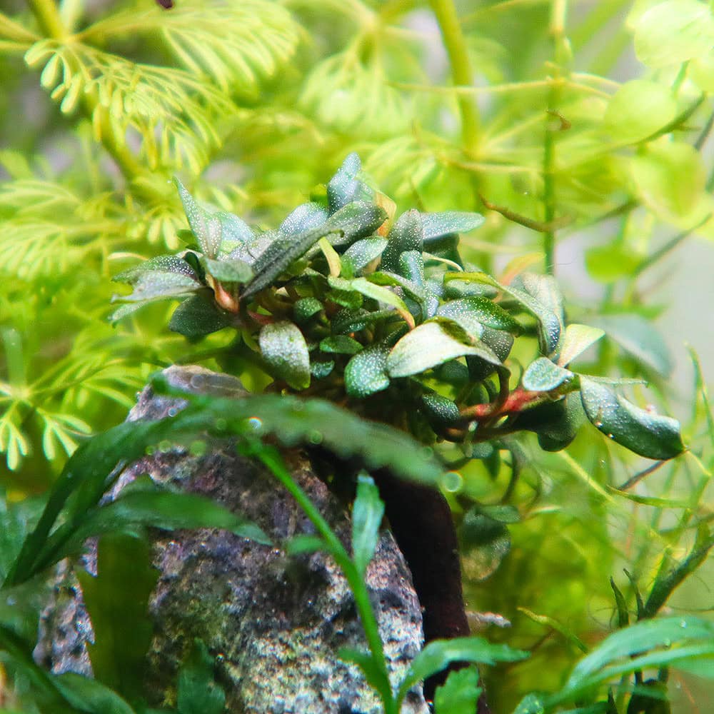 Bucephalandra sp. "Mini Needle Leaf" - Mini Bucephalandra 
