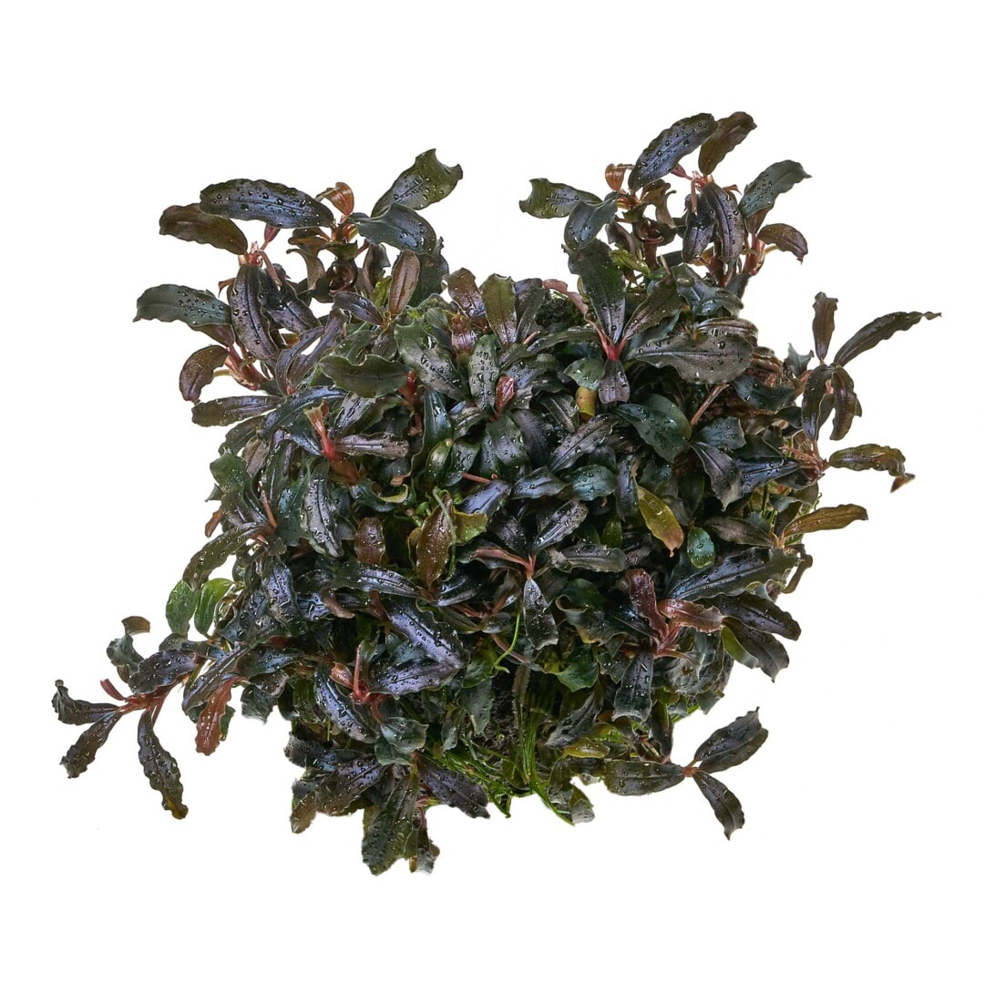 Bucephalandra sp. "Kedagang" - Kedagang Buce
