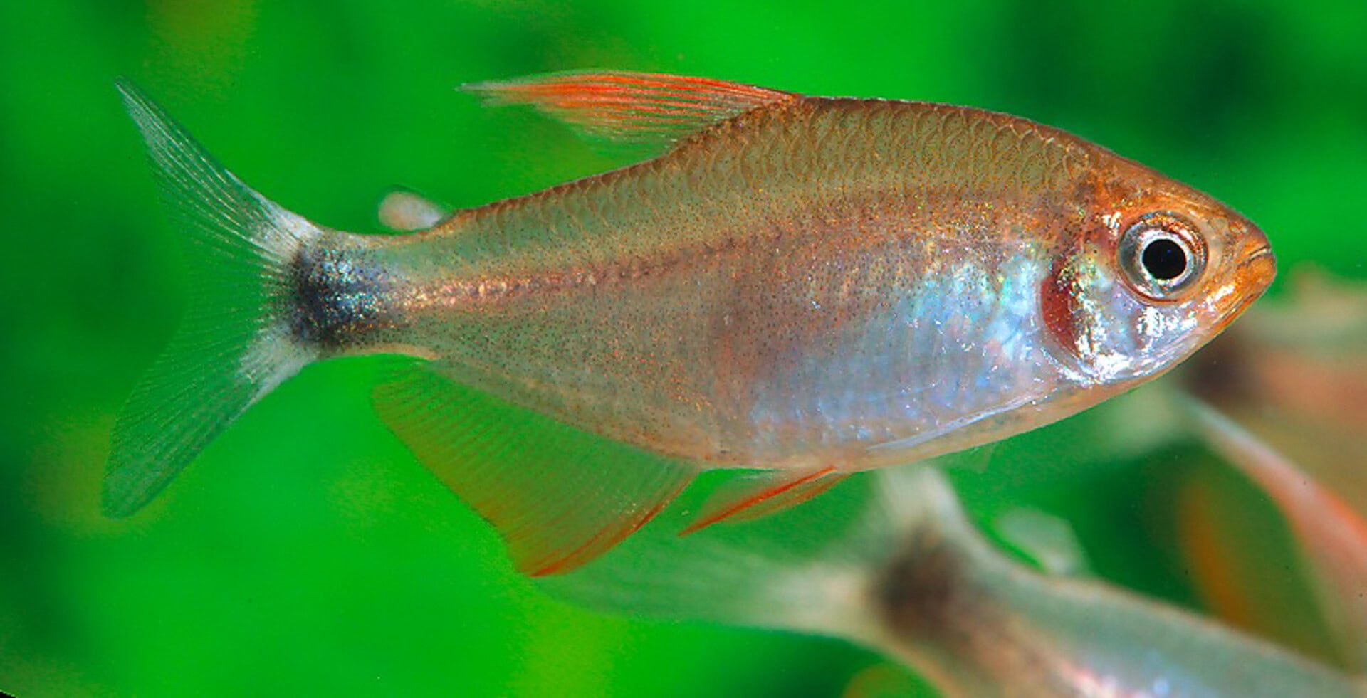 Hyphessobrycon peugeotorum