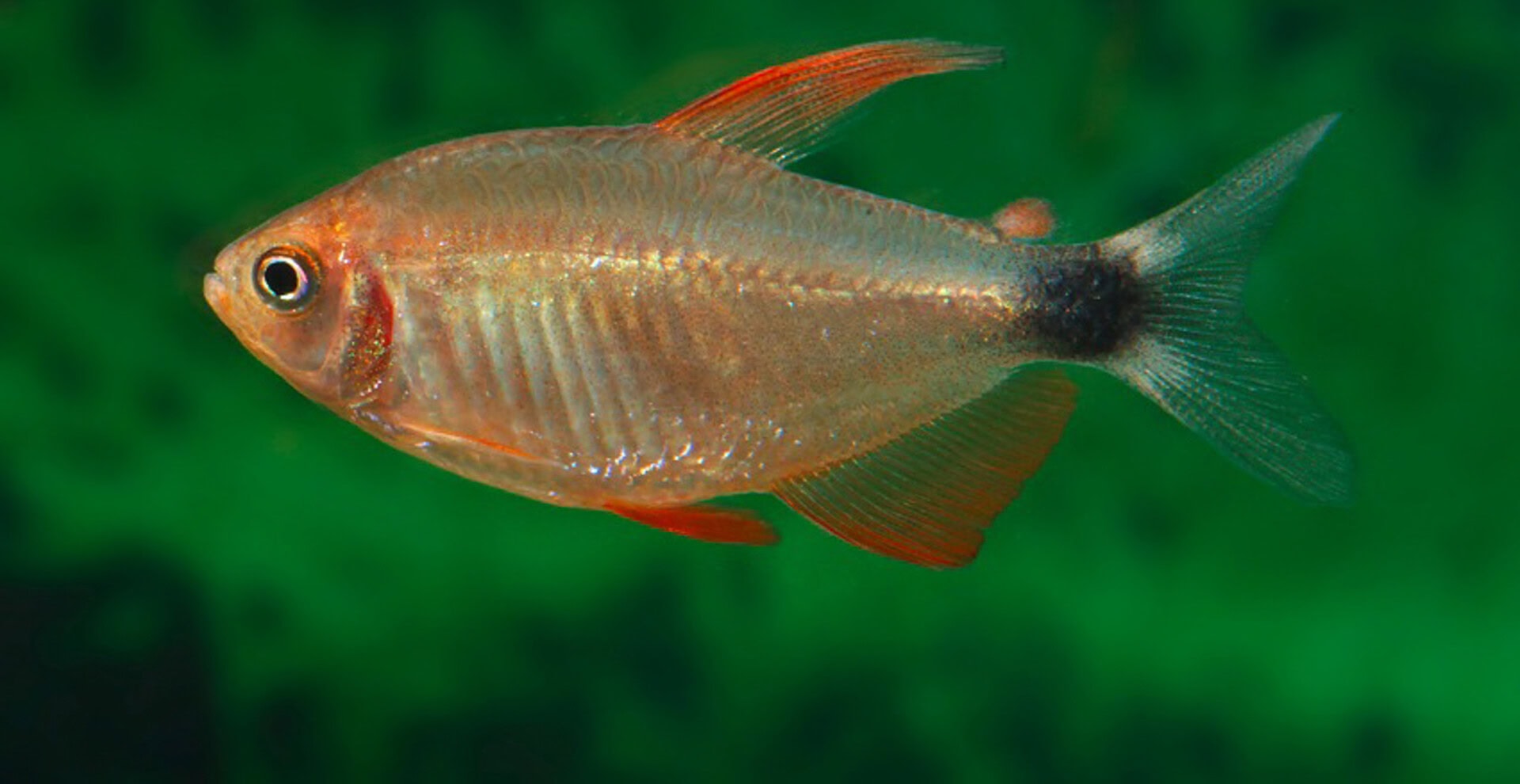 Hyphessobrycon peugeotorum