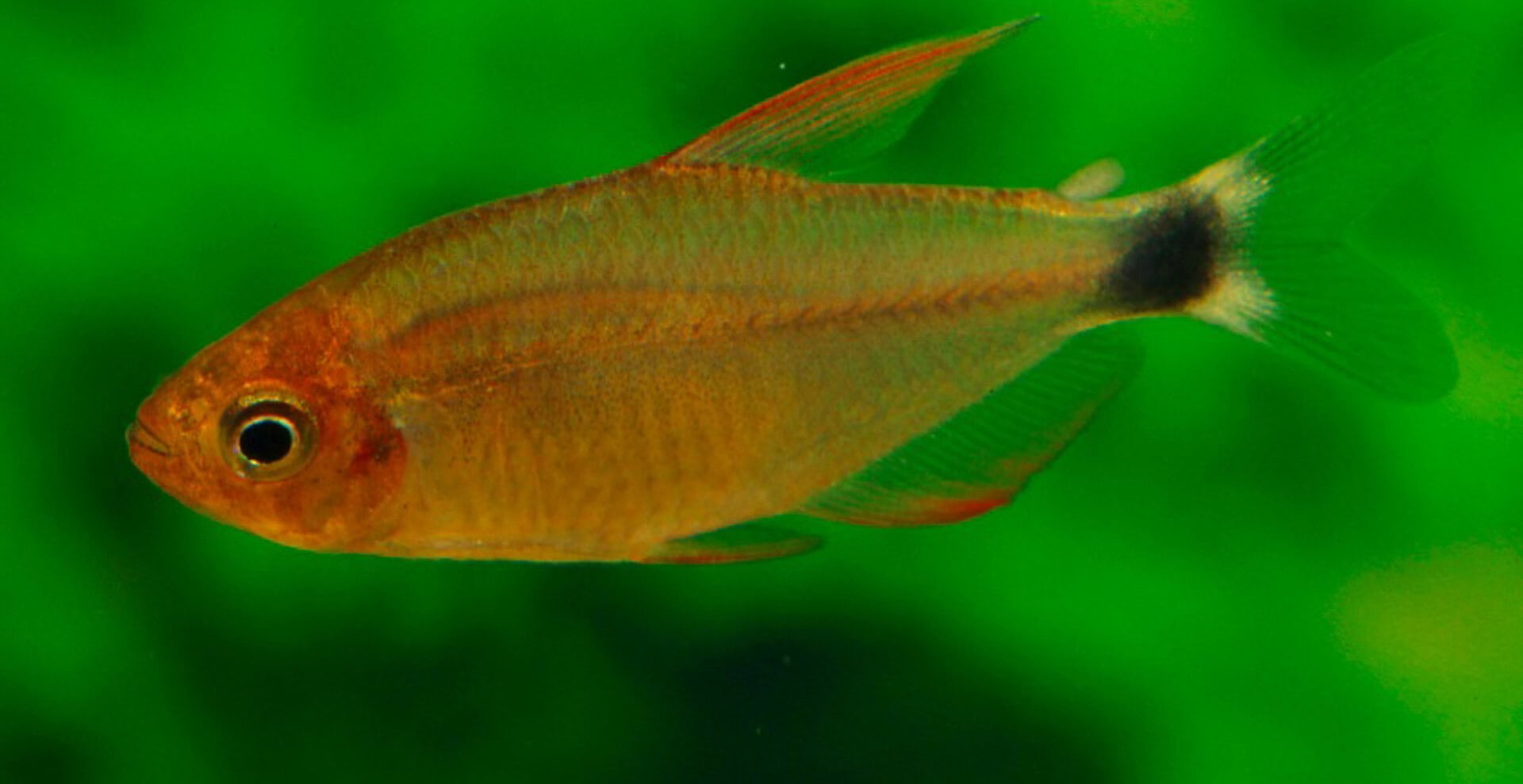 Hyphessobrycon peugeotorum