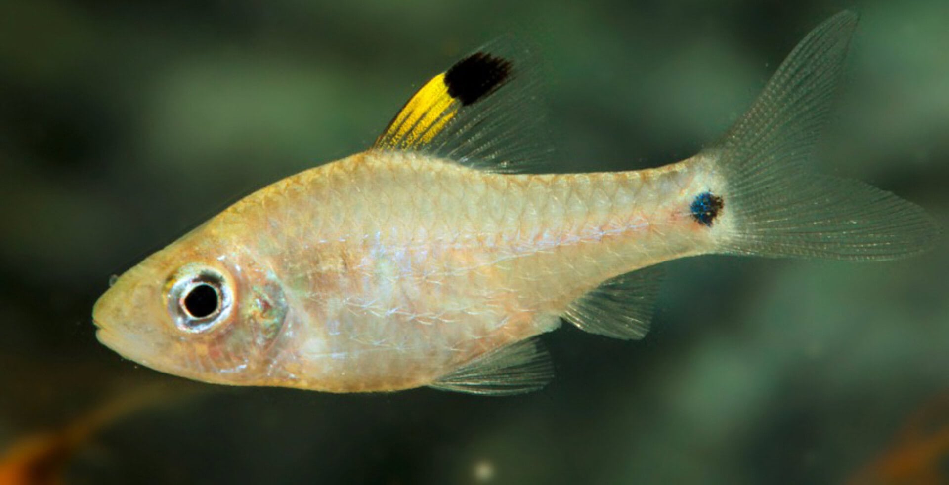 Oreichthys crenuchoides