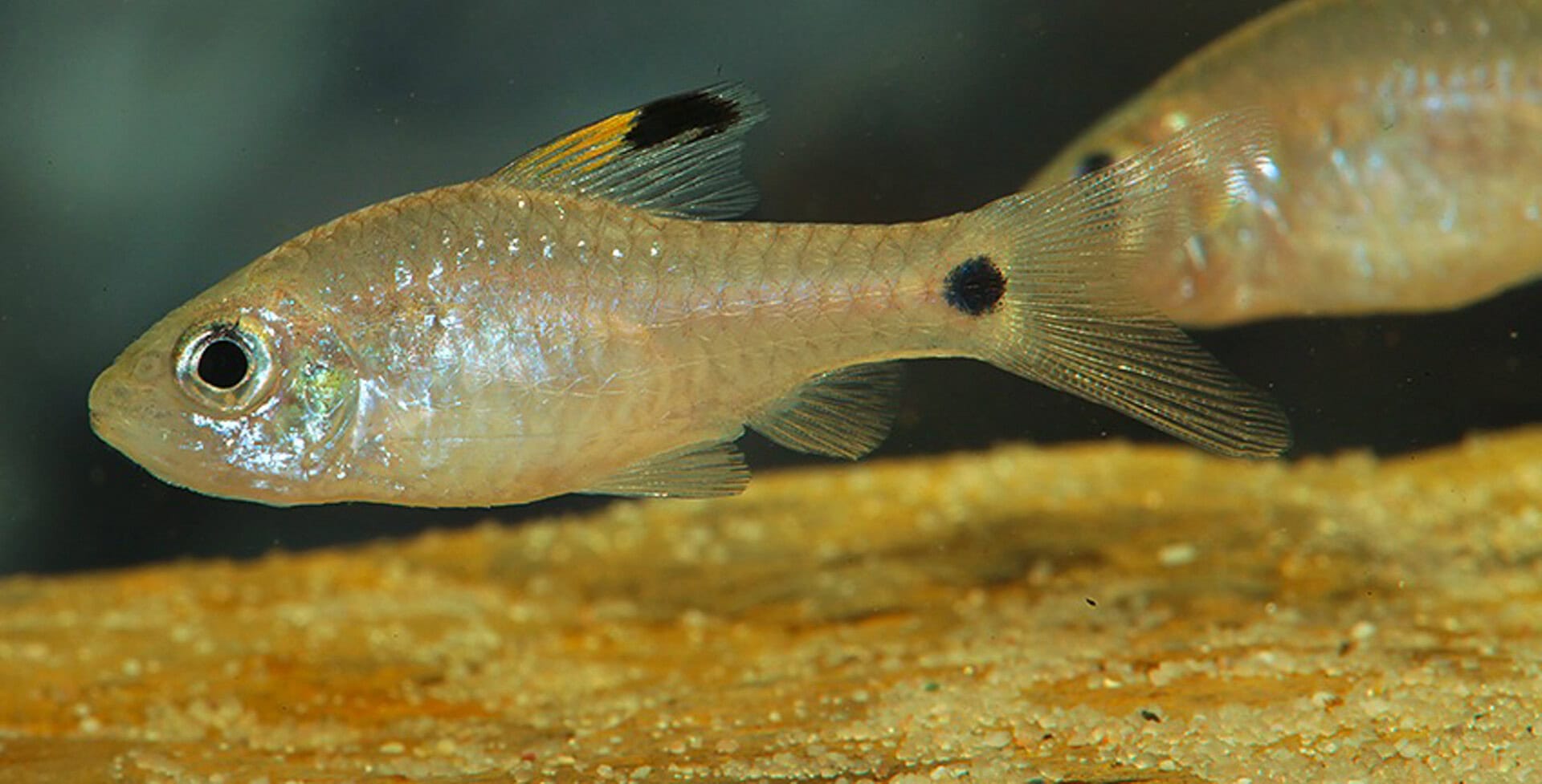 Oreichthys crenuchoides