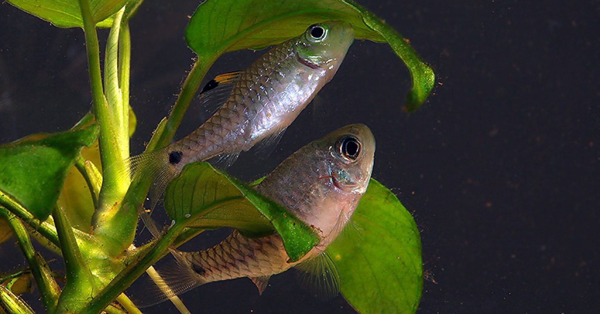 Oreichthys crenuchoides