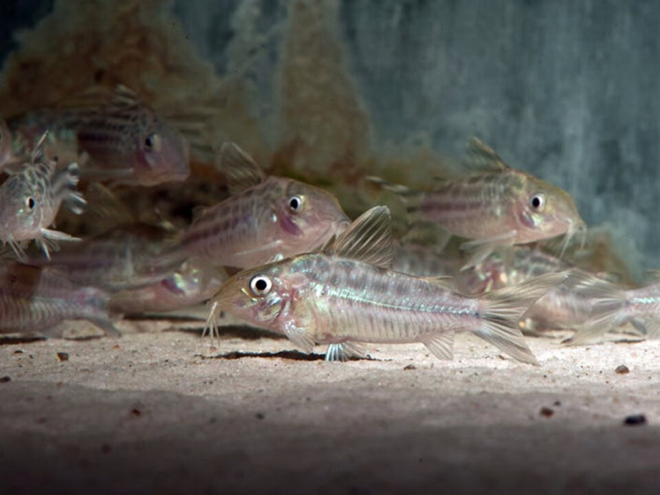 Corydoras robineae - Flaggenschwanz-Panzerwels, WF