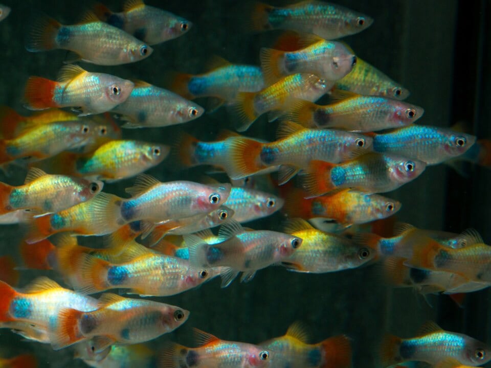 Xiphophorus maculatus "Blue-Butterfly" - Platy-Blue-Butterfly-M.-Mouse, NZ