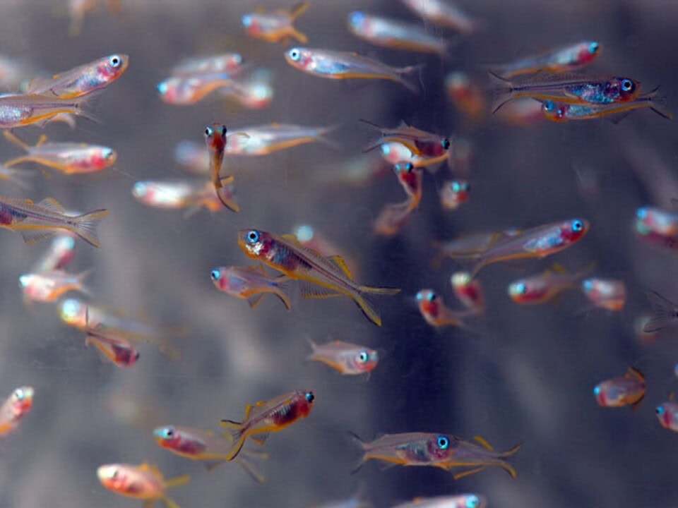 Pseudomugil furcatus - Gabelschwanz-Blauauge, NZ