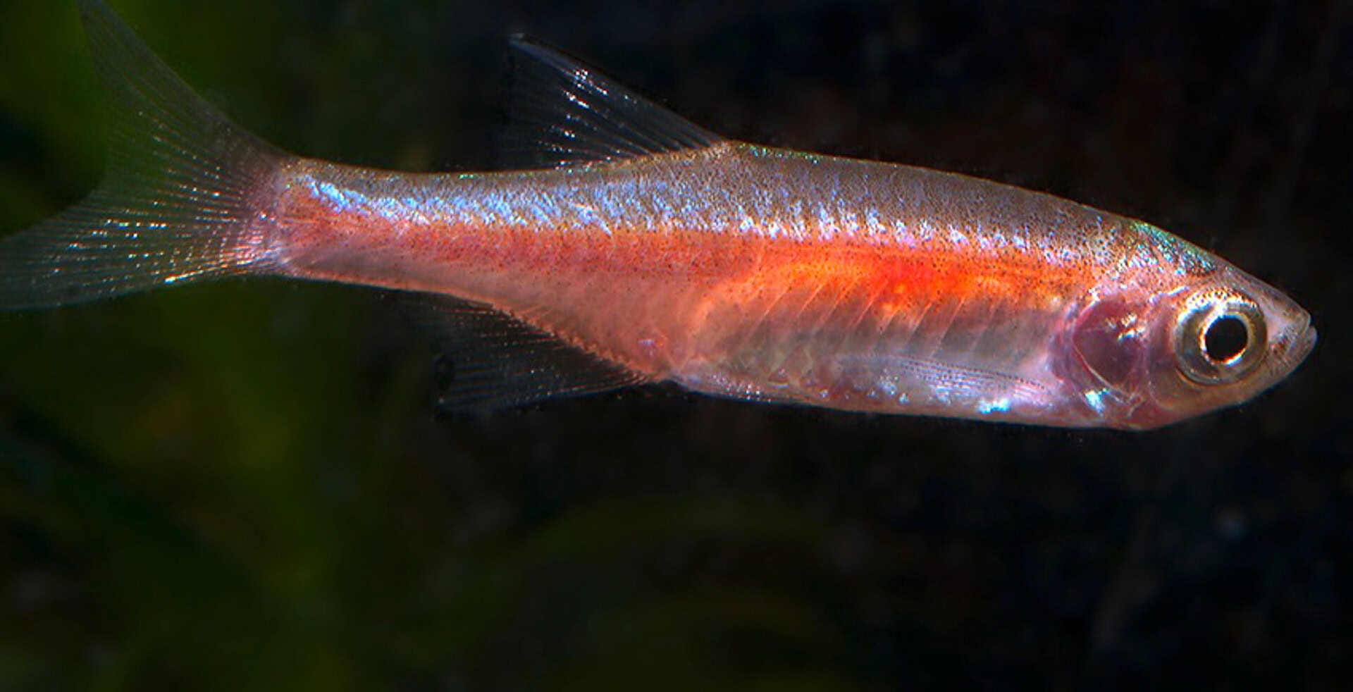 Microrasbora rubescens