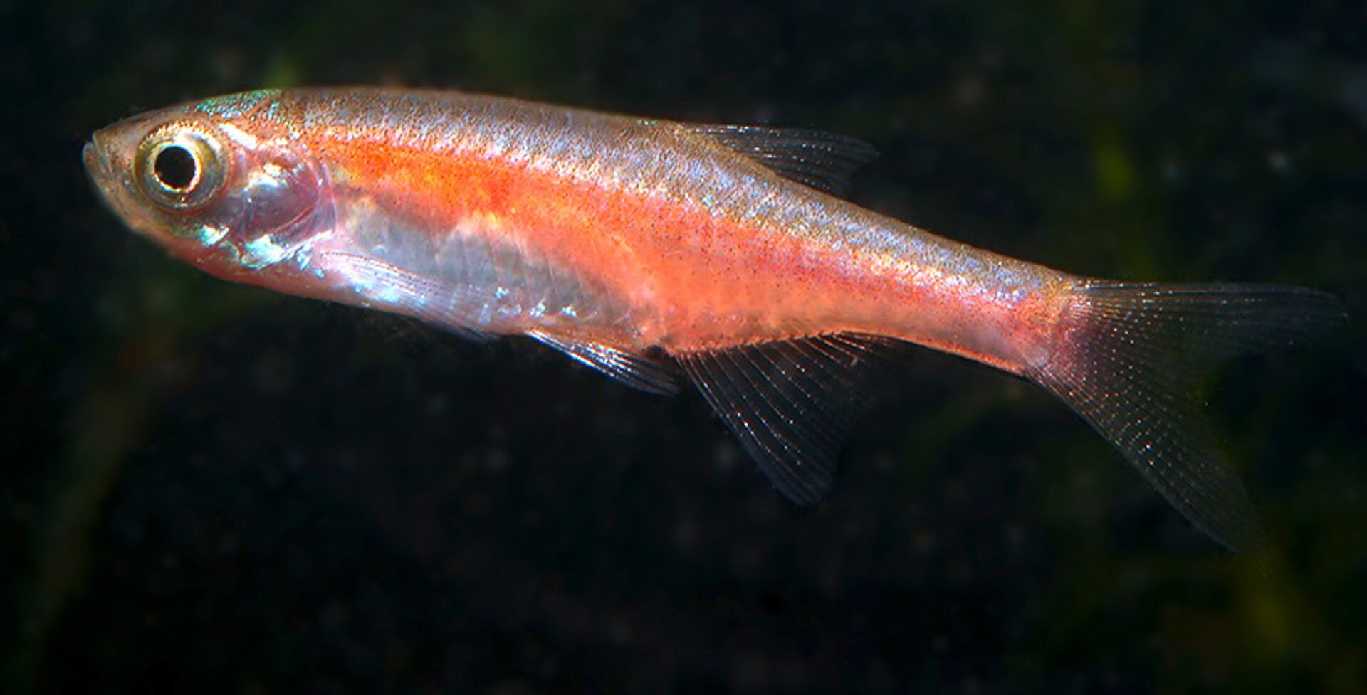 Microrasbora rubescens