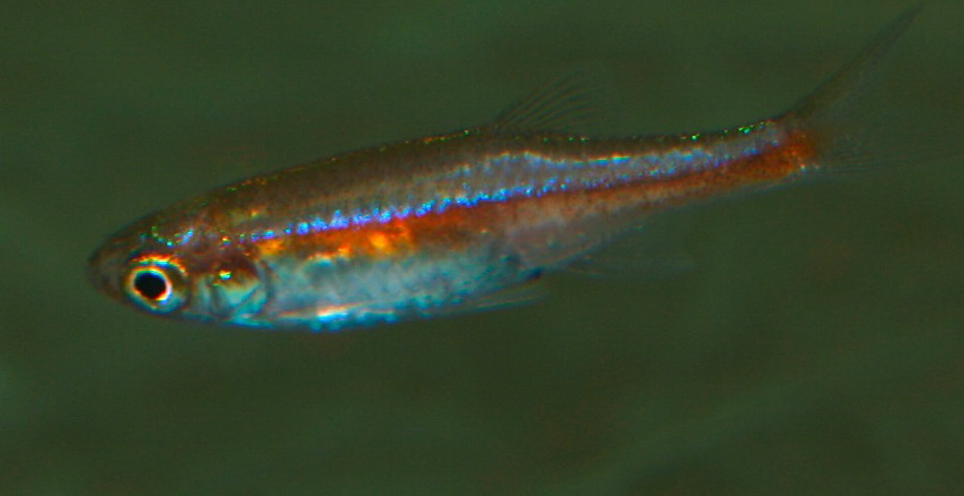 Microrasbora rubescens