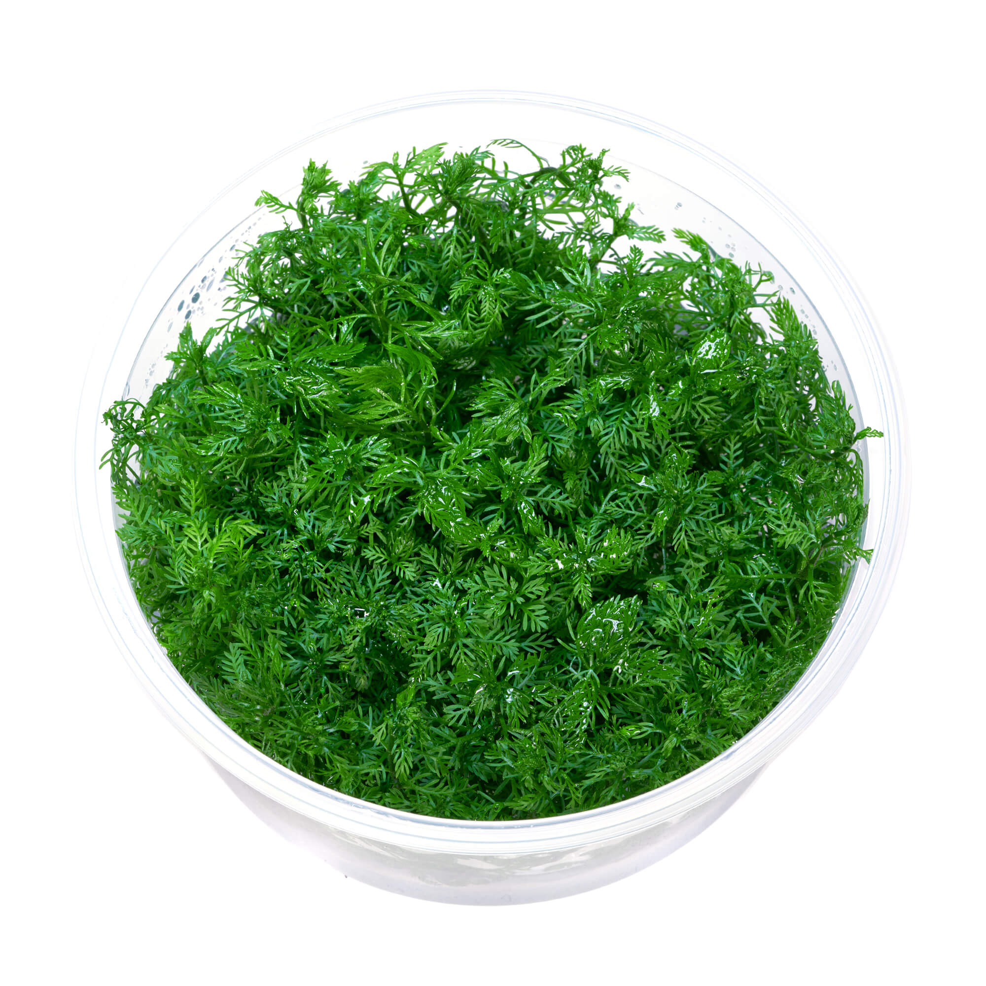 Myriophyllum matogrossense - Brasilianisches Tausendblatt, Mato-Grosso-Tausendblatt, Dickblättriges Tausendblatt