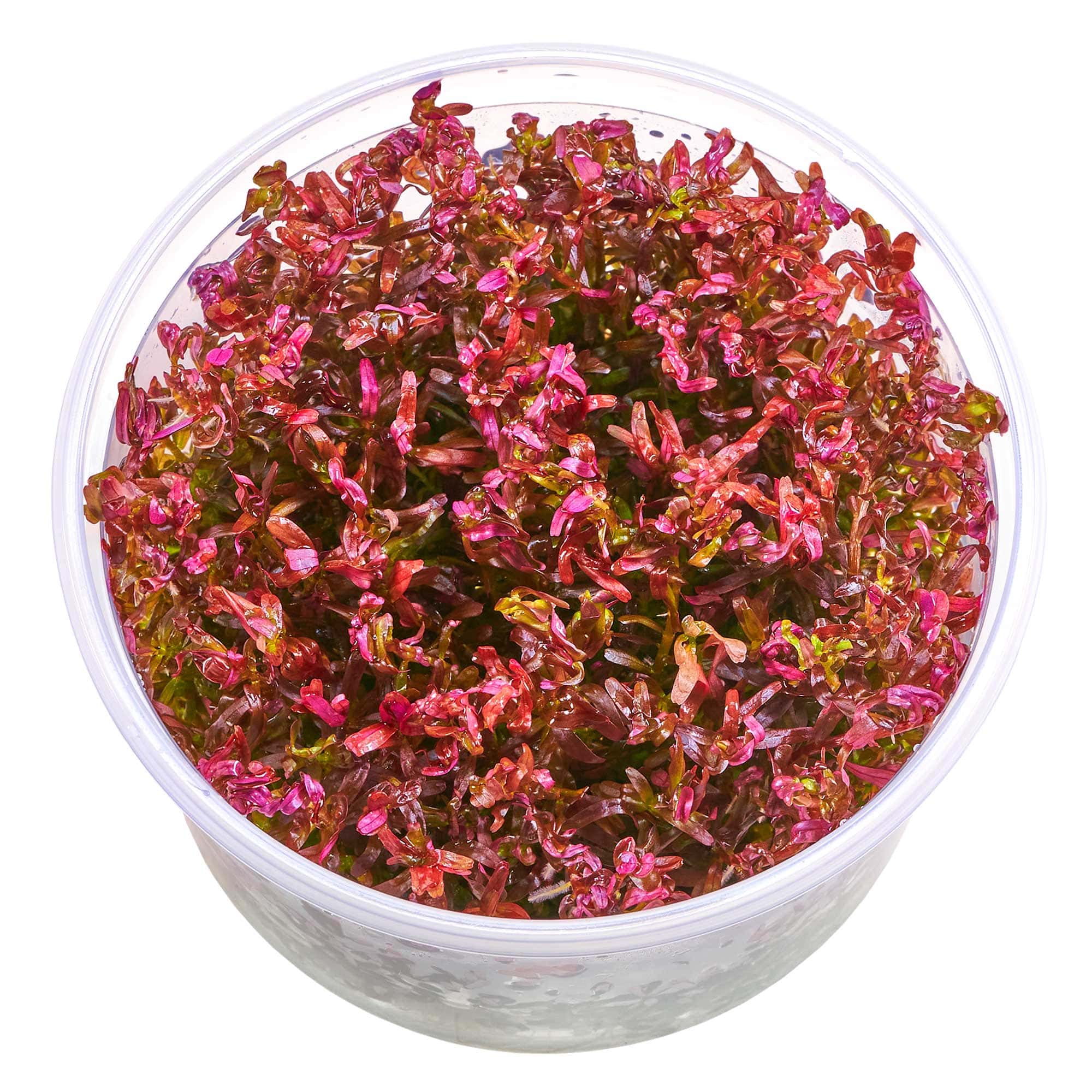 Rotala rotundifolia "Singapore Blood Red" - Blutrote Rotala, Singapur-Rotala, Blood Shot Rotala rotundifolia