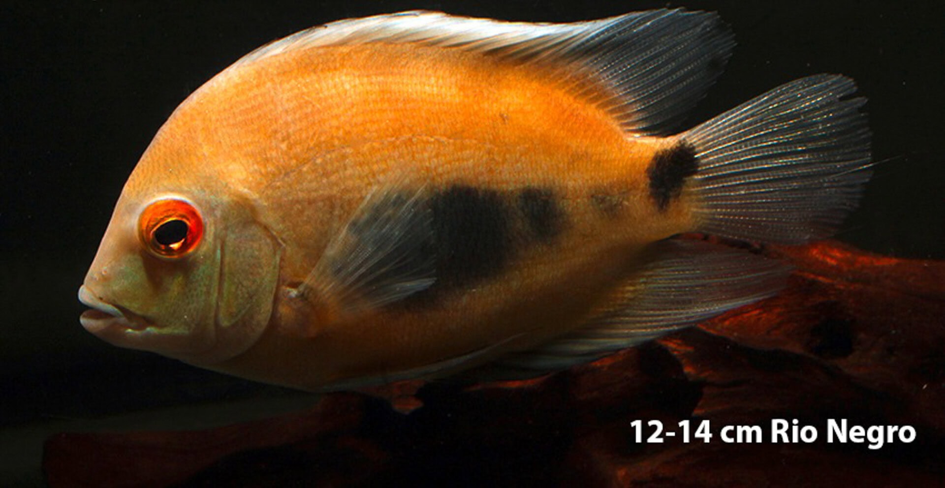 Uaru amphiacanthoides