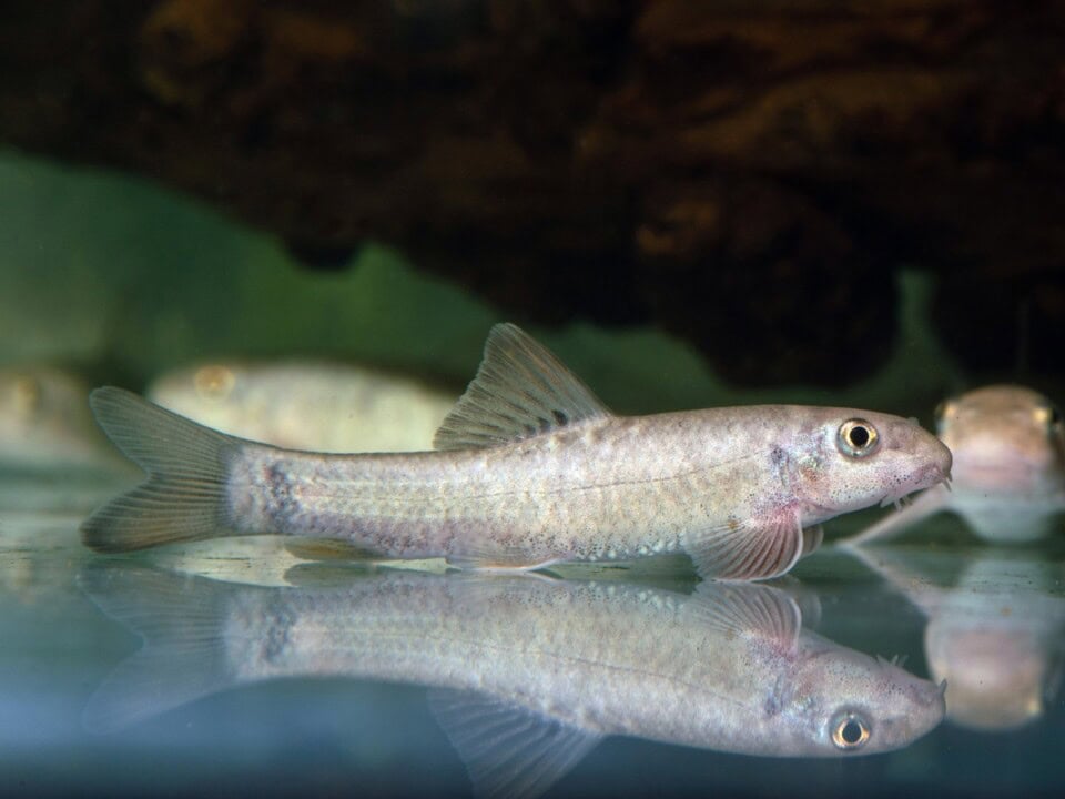 Garra rufa- Kangal-Saugbarbe (Knabberfisch), NZ