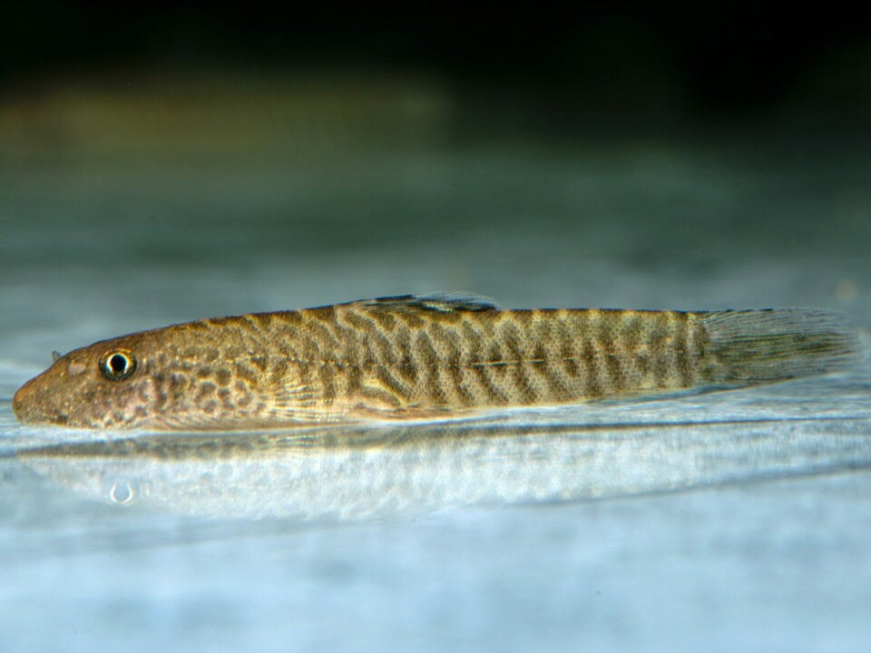 Pseudogastromyzon fasciatus "Zhejiang" - Multicolor-Zebra-Flossensauger, WF