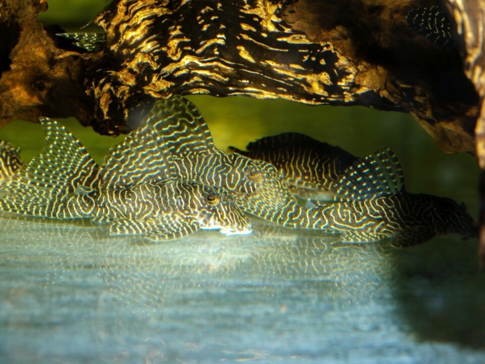 Hypancistrus sp. "L260" - L 260 Queen Arabesque Pleco, WF