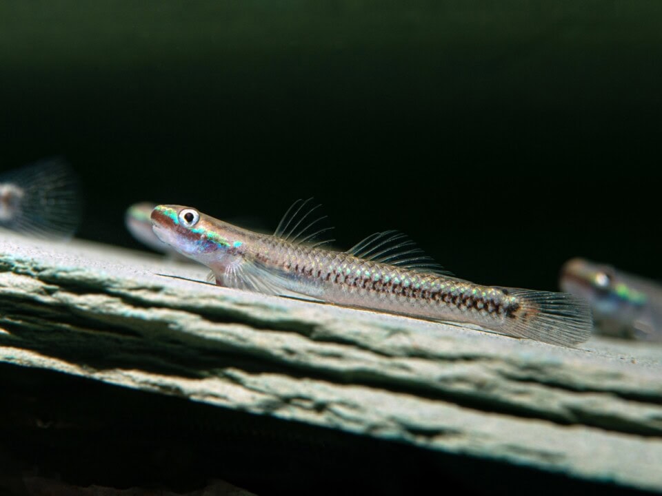 Stiphodon semoni - Neongrundel (Süßwasser), WF