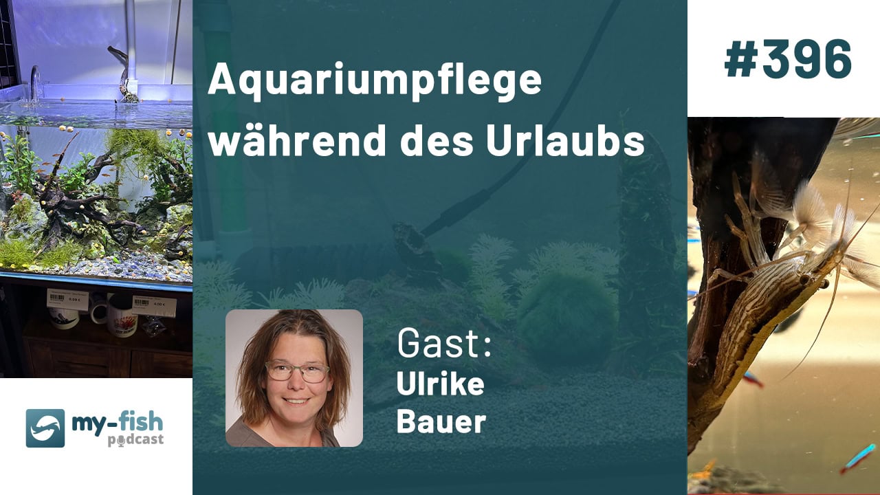 Aquariumpflege während des Urlaubs (Ulrike Bauer)