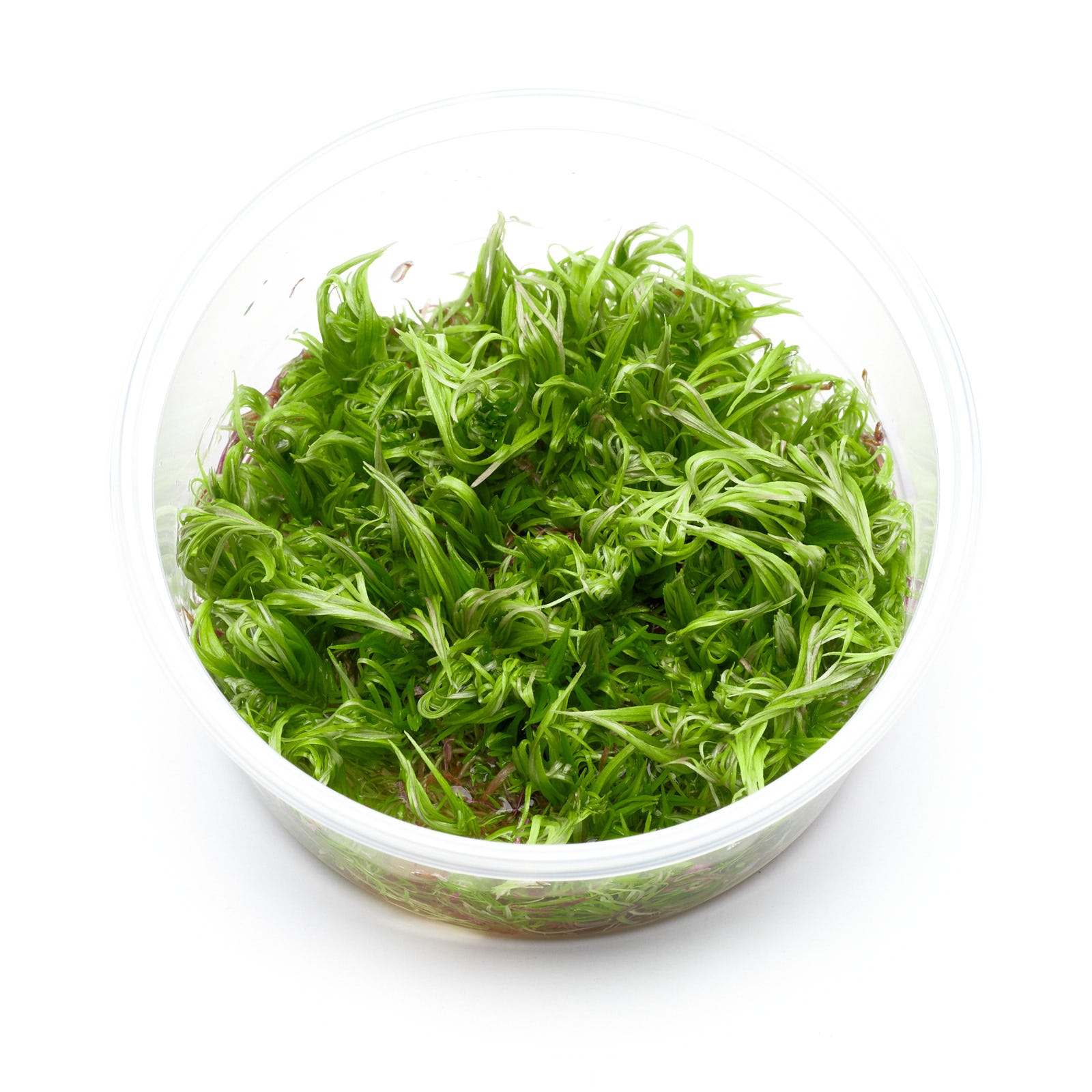 Pogostemon erectus - Indische Sternpflanze, Aufrechte Sternpflanze