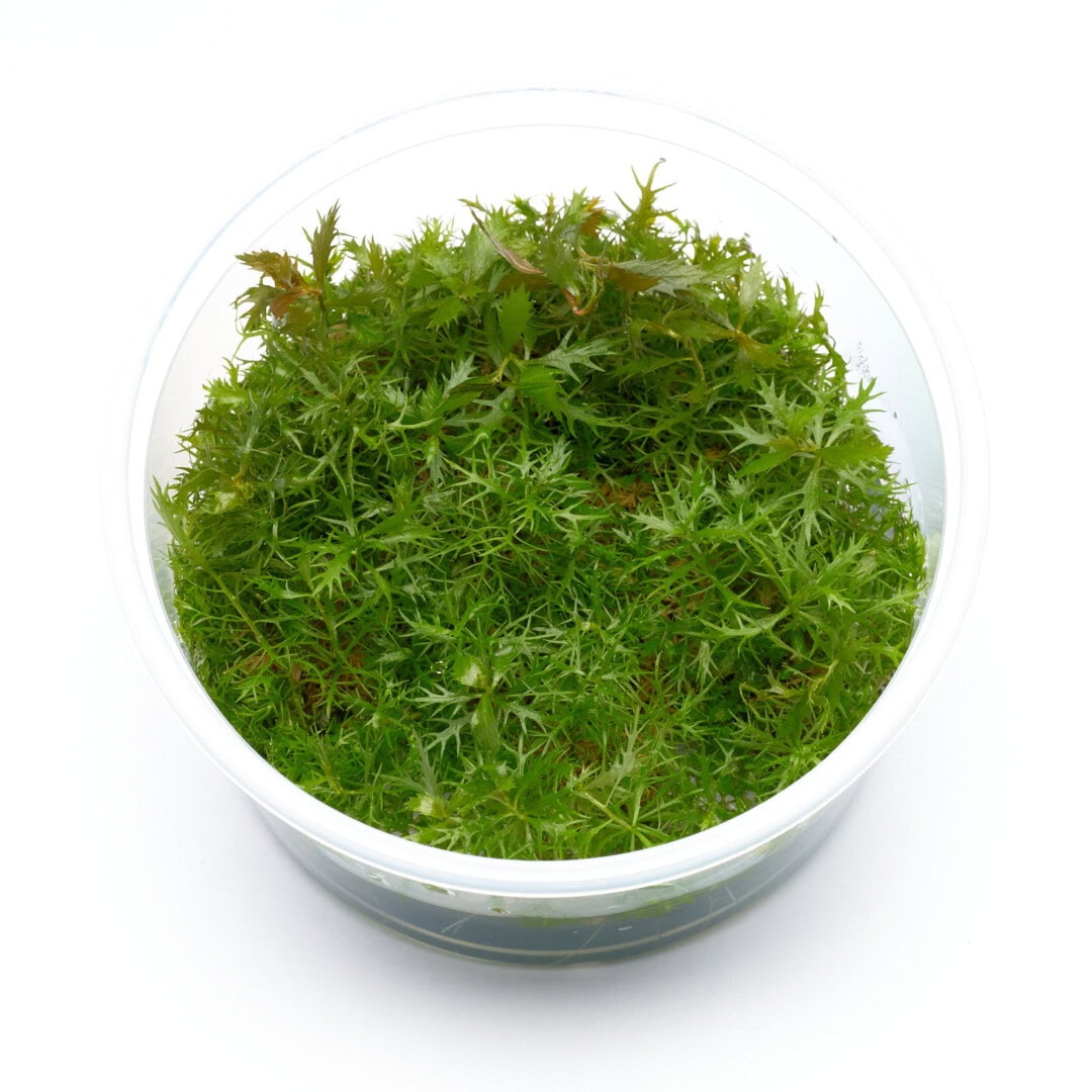 Proserpinaca palustris - Meerjungfrauenpflanze, Sumpf-Kammblatt, Amerikanisches Kammblatt