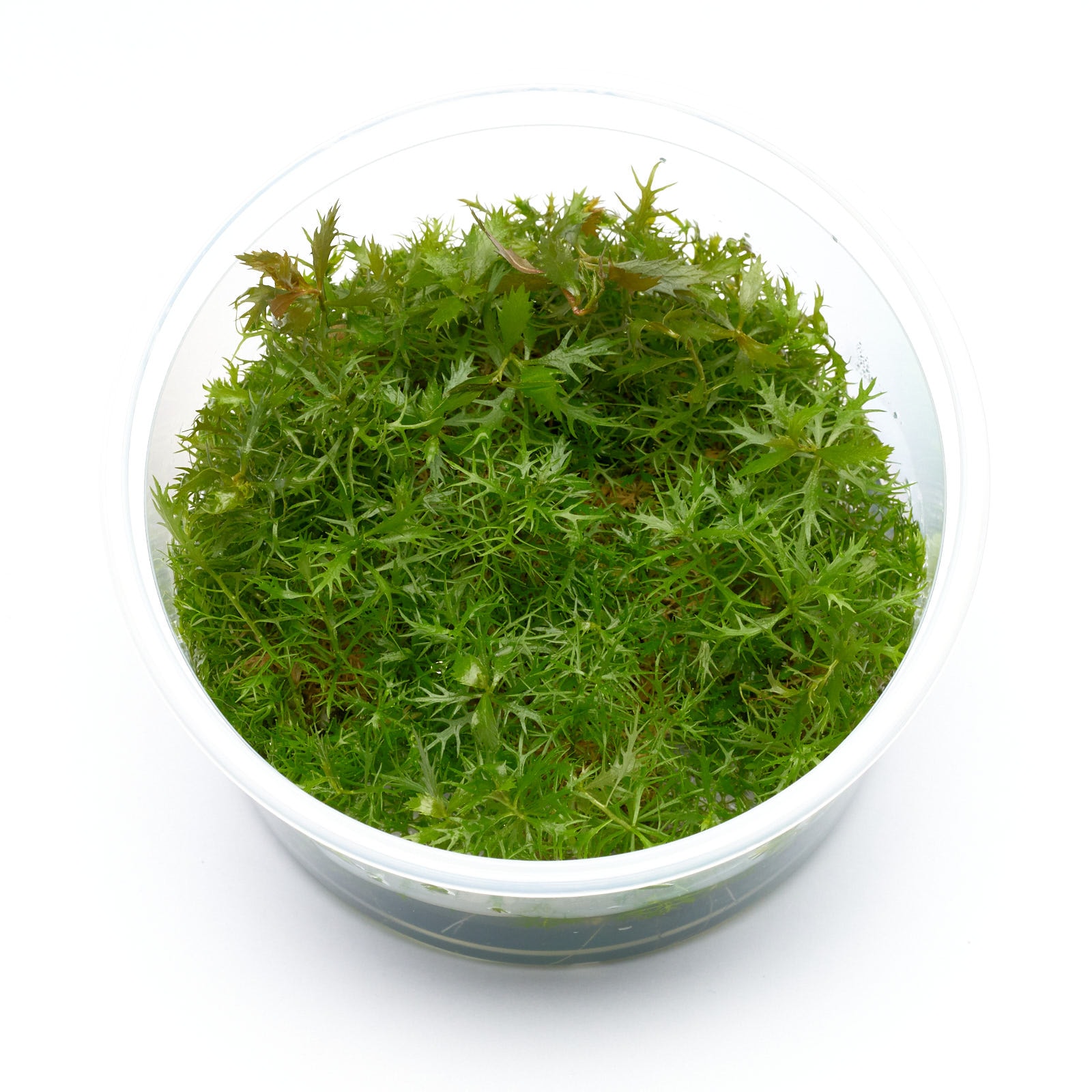 Proserpinaca palustris - Meerjungfrauenpflanze, Sumpf-Kammblatt, Amerikanisches Kammblatt