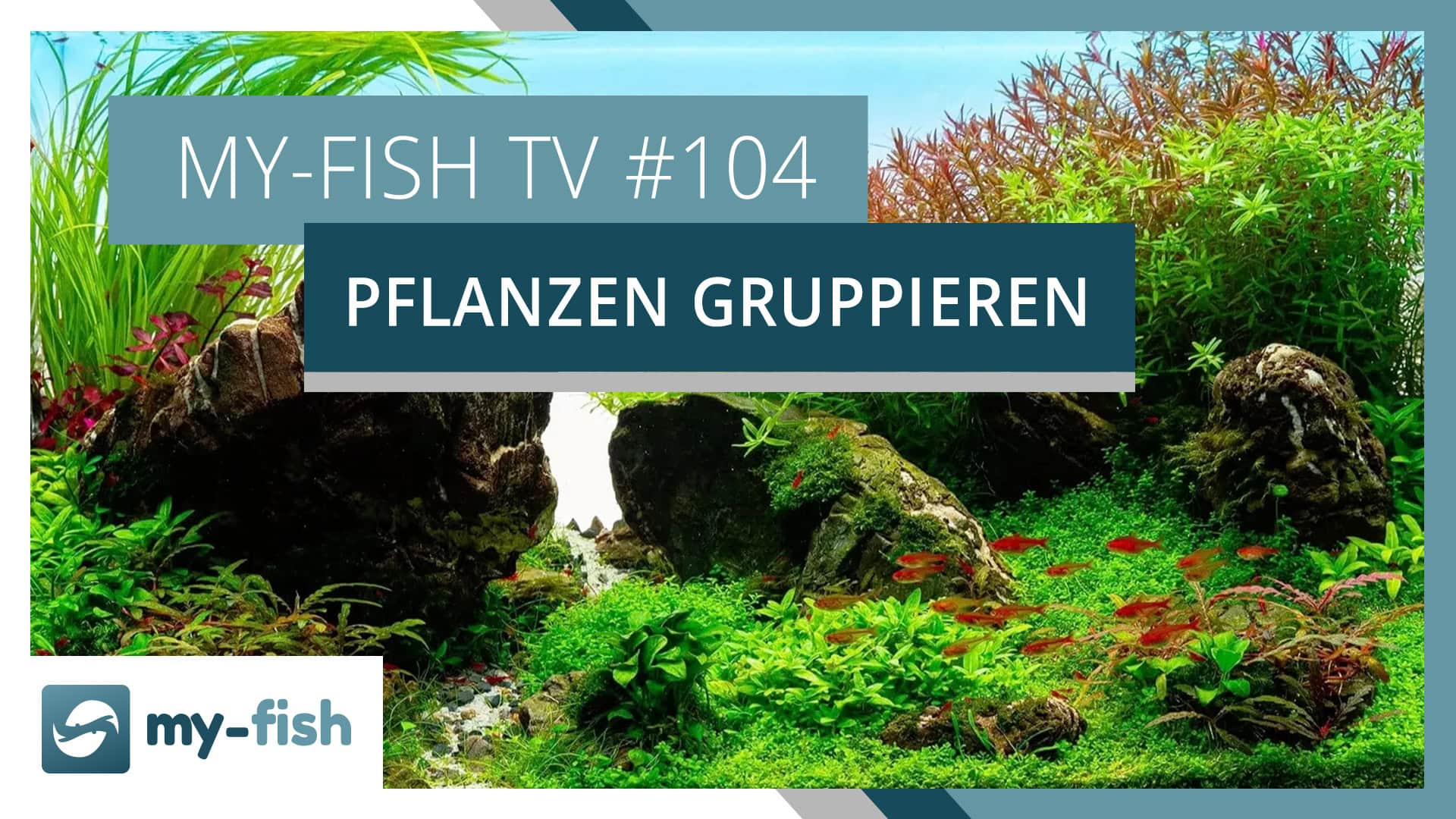 Pflanzen im Aquarium ansprechend gruppieren und mischen | my-fish TV #104