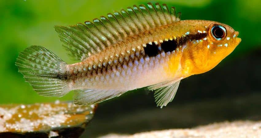 Apistogramma gephyra wild