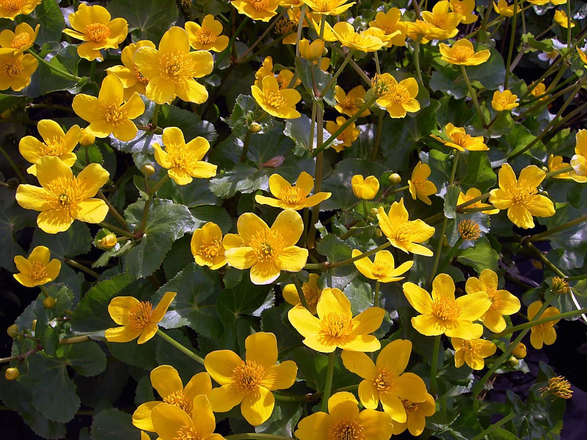 Caltha palustris Sumpfdotterblume 2