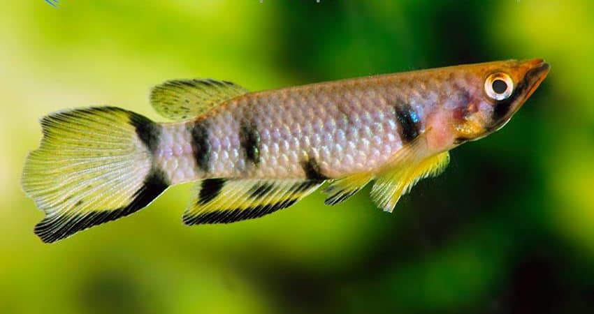 Epiplatys dageti monroviae