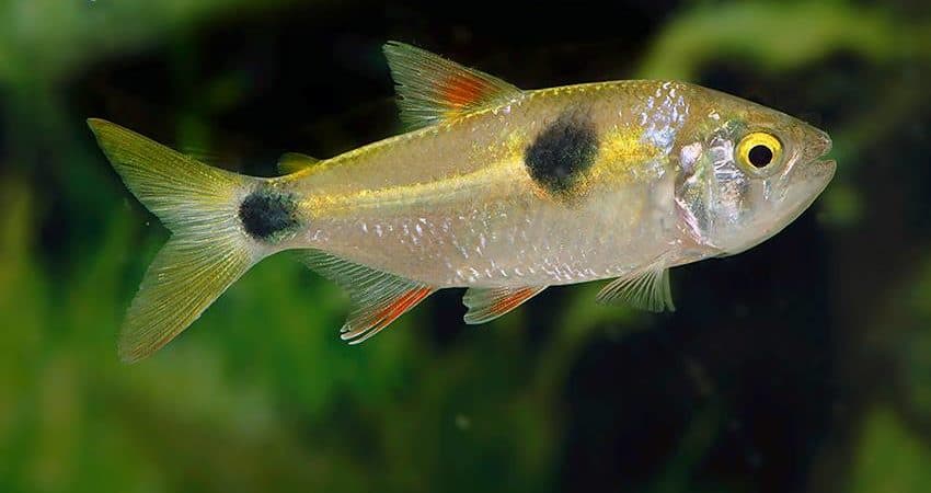 Exodon paradoxus