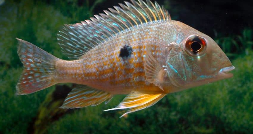 Geophagus cf. abalios
