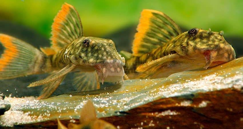 Guyanancistrus guahiborum L106