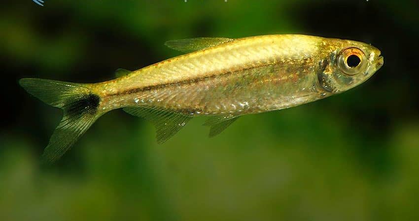 Hemigrammus cf. levis Gold