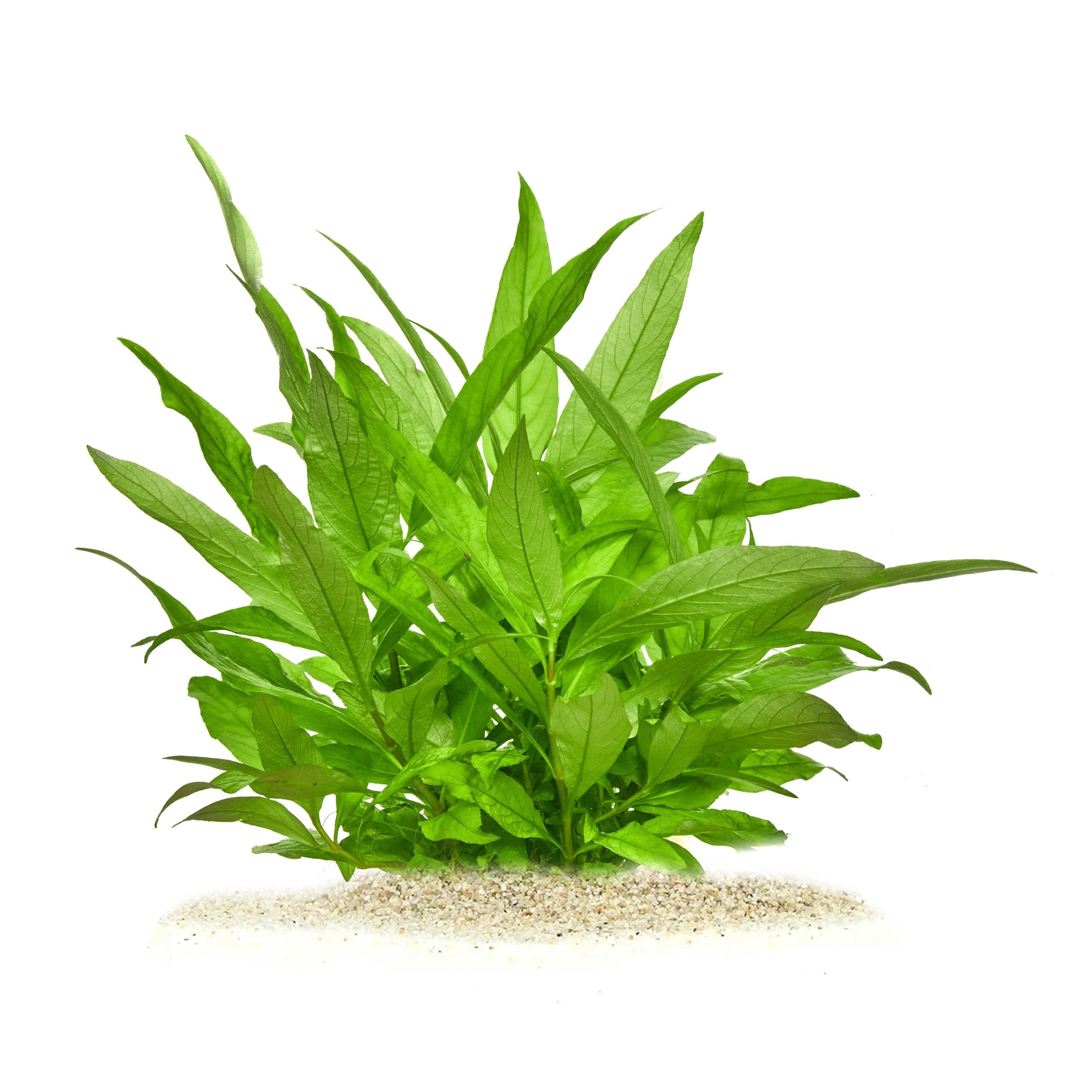 Hygrophila corymbosa "Siamensis" - Kirschblattpflanze, Thailändischer Wasserfreund