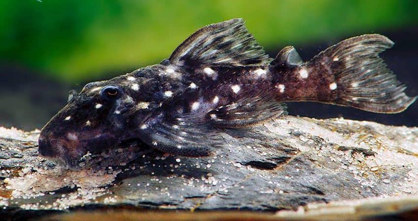 Micracanthicus vandragti L280