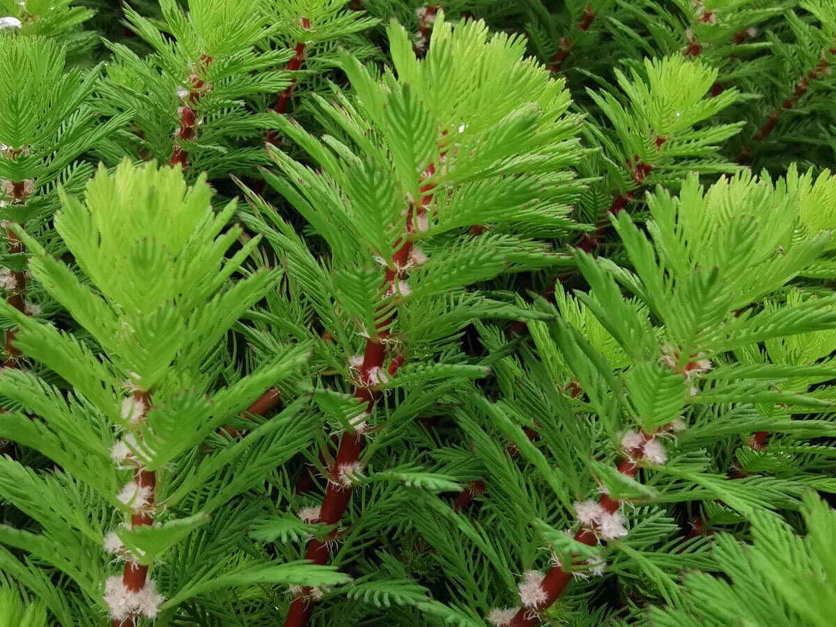 Myriophyllum hippuroides Tausendblatt galerie bild1 web