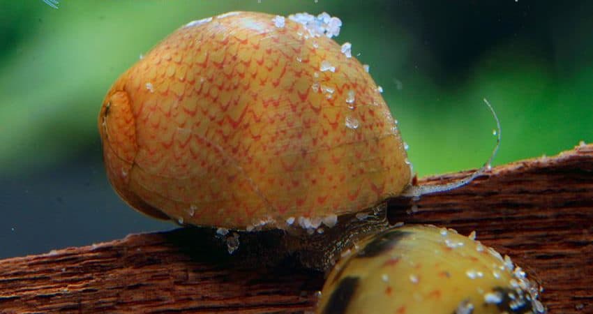 Nerita polita