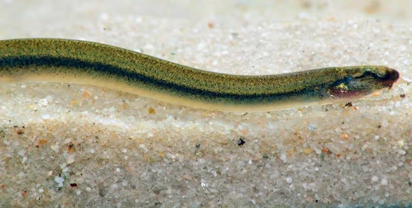 Pangio anguillaris