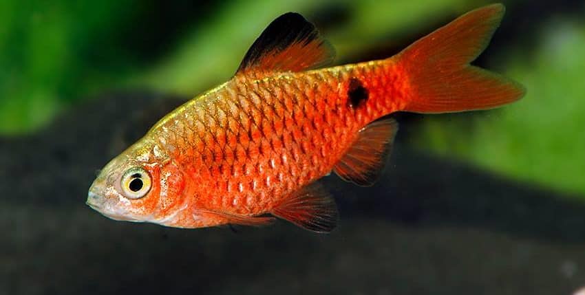 Pethia conchonius Neon Red