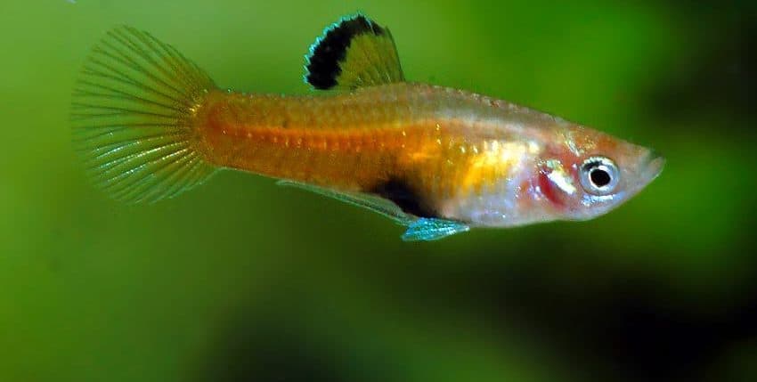 Phallichthys tico