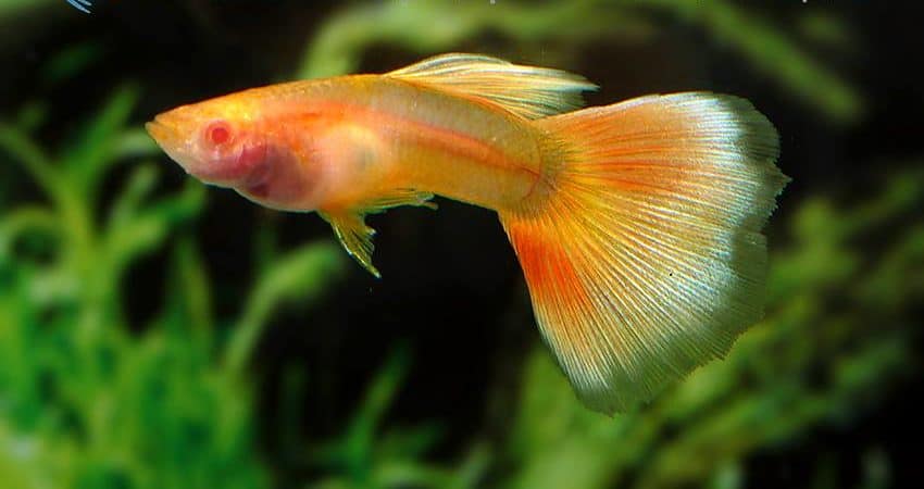 Poecilia reticulata Yellow Taxi Glass Belly