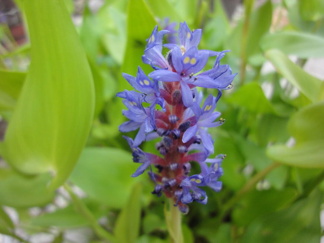 Pontederia cordata Hechtkraut 4