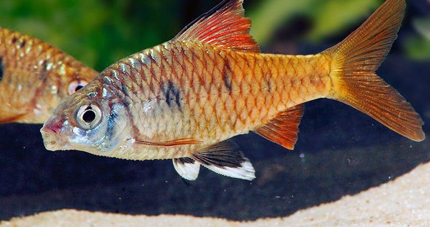 Puntius sahyadriensis