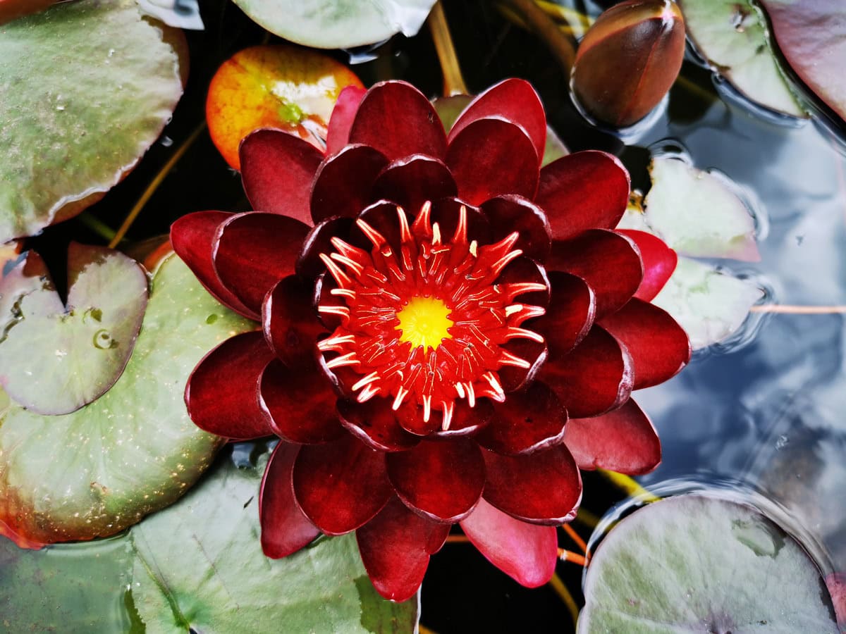 Seerose Black Princess 21200x900 1