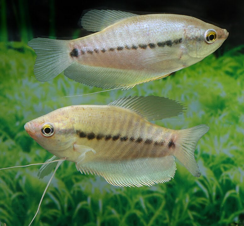 Trichogaster pectoralis